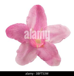 Old fashioned weigela isolated on white Stock Photo