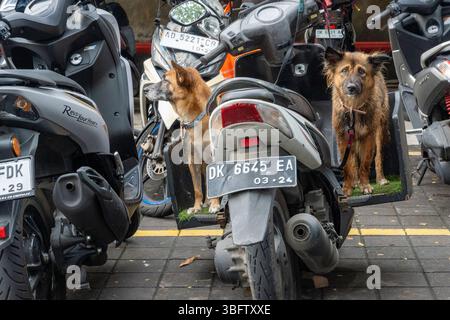 Bali, Indonesia - Dec 10, 2024: Two dogs are sitting on a motorcycle. Stock Photo