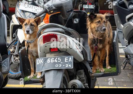 Bali, Indonesia - Dec 10, 2024: Two dogs are sitting on a motorcycle. Stock Photo