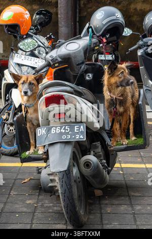 Bali, Indonesia - Dec 10, 2024: Two dogs are sitting on a motorcycle. Stock Photo