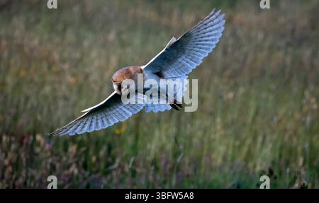 Barn owl hunting the meadow Stock Photo