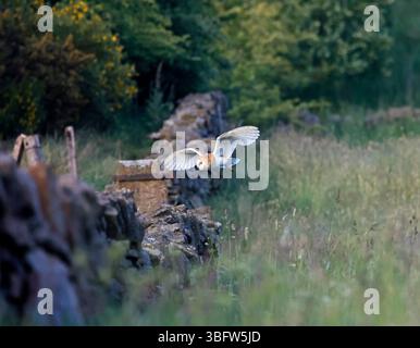 Barn owl hunting the meadow Stock Photo