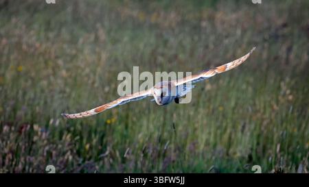 Barn owl hunting the meadow Stock Photo