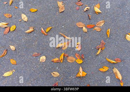 Scattered Autumn Leaves on Asphalt Pavement Stock Photo