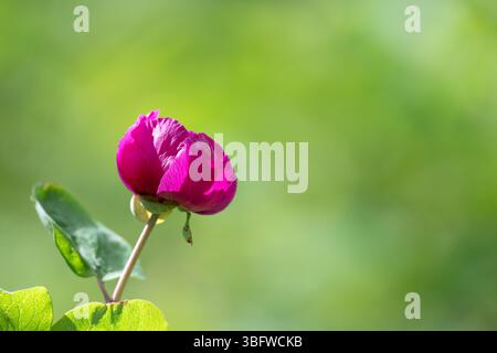 A single unopened peony bud with bright magenta petals against a blurry green background. Stock Photo