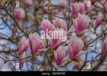 Pink Magnolia Soulangeana flowers close up Stock Photo