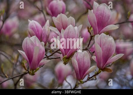 Pink Magnolia Soulangeana flowers close up Stock Photo