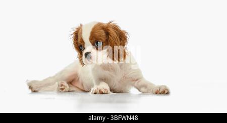 Cute King Charles Spaniel puppy lying half-side with head tilted down and shy look against white studio background Stock Photo