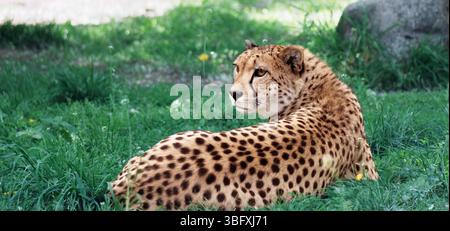 A cheetah lies in green grass, gazing to the left. Its fur is tan with black spots. The background includes grass, foliage and a rock. Stock Photo