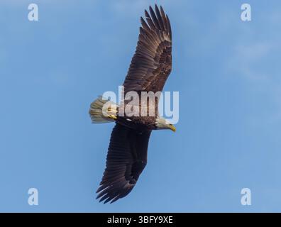 A bald eagle soars through the sky, wings spread wide, with sharp eyes focused below, gliding gracefully against a clear blue backdrop of open sky. Stock Photo