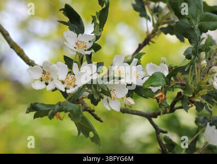 A close up of the white blossom of the Lebanese wild apple, Malus trilobata. Stock Photo