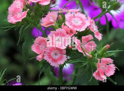 A close up of Sweet William flowers (Dianthus barbatus), in Summer. Stock Photo