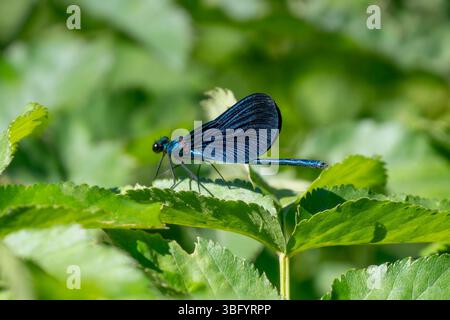 Beautiful Demoiselle Damselfly, Calopteryx virgo at Blue Eye, Albania Stock Photo