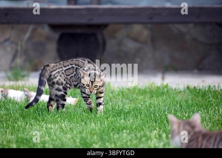 A gray tabby cat and a Bengal kitten face off on a grassy field. Both cats show defensive postures and intense expressions during a territorial stando Stock Photo