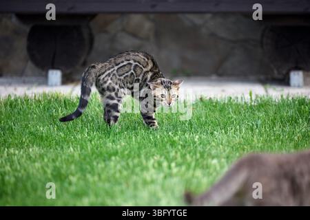 A gray tabby cat and a Bengal kitten face off on a grassy field. Both cats show defensive postures and intense expressions during a territorial stando Stock Photo