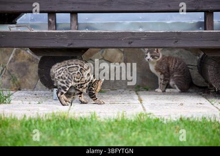 A young Bengal kitten arches and hisses during its first encounter with another cat on a grassy field. Tense moment of feline interaction and social b Stock Photo
