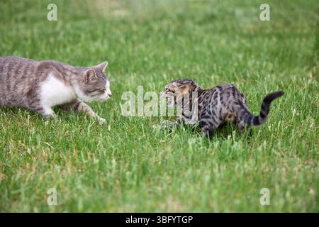 A young Bengal kitten arches and hisses during its first encounter with another cat on a grassy field. Tense moment of feline interaction and social b Stock Photo