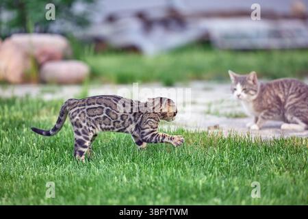 A young Bengal kitten arches and hisses during its first encounter with another cat on a grassy field. Tense moment of feline interaction and social b Stock Photo