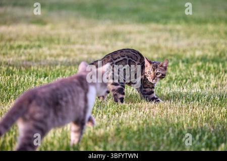 A gray tabby cat and a Bengal kitten face off on a grassy field. Both cats show defensive postures and intense expressions during a territorial stando Stock Photo