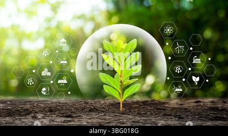 environment Earth Day In the hands of trees growing seedlings. Bokeh green Background Female hand holding tree on nature field grass Forest conservati Stock Photo