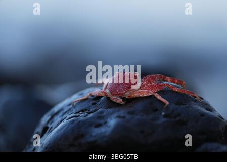Moulting crab shell on black ocean rocks Stock Photo
