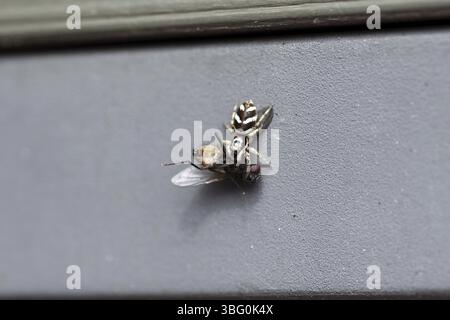 Wall zebra jumping spider (Salticus scenicus), macro, fly, prey, eat, A zebra jumping spider has captured a fly Stock Photo