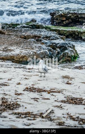 A lone seagull stands gracefully on a sandy beach strewn with washed-up seaweed. Captures coastal wildlife in its natural, rugged environment. Ideal f Stock Photo