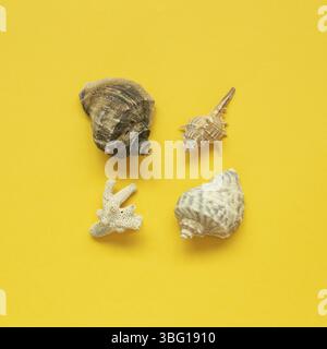 Seashells isolated on yellow background. Summer marine decoration. flat lay, top view, copy space Stock Photo