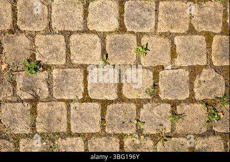 Close-up view of a paved surface featuring square stones with weeds and moss growing between them, creating a textured and natural background Stock Photo