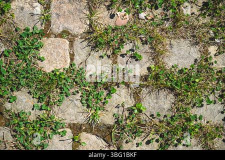 Green grass and clover thriving in the cracks of a stone paved pathway, forming an intricate and beautiful natural pattern in a serene garden setting Stock Photo