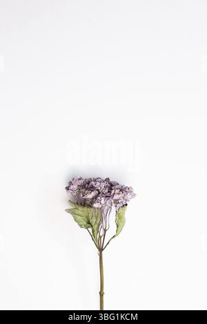 Dry purple hydrangea flower on white background. top view, copy space Stock Photo