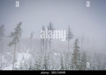 Winter misty view of snow covered forest and high pine tree tops hidden in fog hostile cold weather Stock Photo