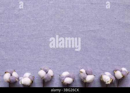 Purple cotton plant on purple fabric background. floral pattern. flat lay, top view, copy space Stock Photo