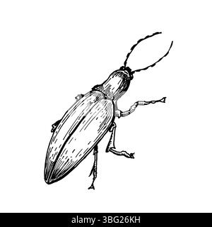 Long shaped beetle hand drawn black and white outline vector illustration. Minimalist insect line art sketch as weevil or firefly for botanical books Stock Vector