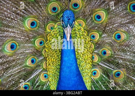 Beautiful Indian Peacock at the Yellow River Wildlife Sanctuary near Atlanta in Lilburn, Georgia. (USA) Stock Photo