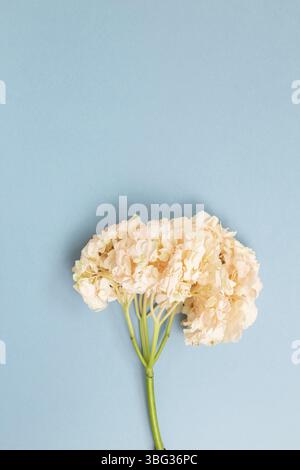 Fresh pink hydrangea flower on blue background. Floral composition, top view, copy space Stock Photo