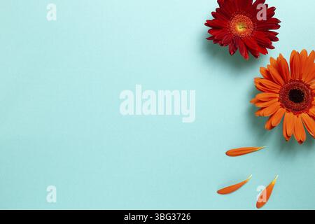 Red orange gerbera daisy flowers on blue background. Floral composition, flat lay, top view, copy space Stock Photo