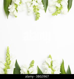 White snapdragon flowers on white background. flat lay, top view, copy space Stock Photo