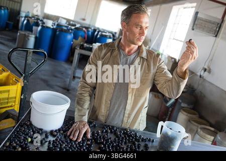 Mature man inspecting dark purple fruits at stainless steel sorting table in processing shed Stock Photo