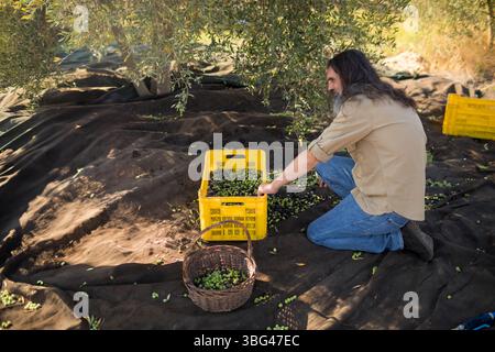 Mature man kneeling on black net under olive tree, sorting olives into yellow crate, copy space Stock Photo