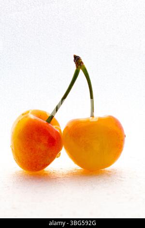 Two vibrant Rainier cherries with subtle water drops on a clean white background. Ideal for healthy eating and summer fruit themes. Stock Photo