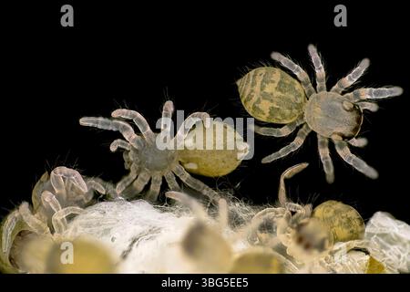 Newly hatched spiderlings, macrophotograph. Stock Photo