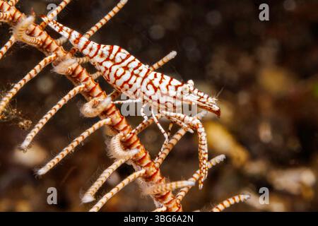 This macro image captures a leopard crinoid shrimp, Laomenes pardus, on the arm of its feather star host in the waters off Tulamben, Bali, Indonesia. Stock Photo