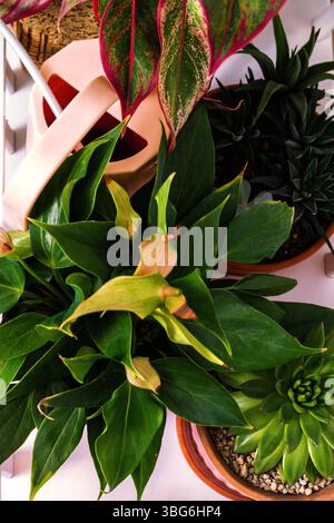 Indoor plants, featuring Anthurium, Aglaonema, Haworthia and Echeveria, arranged with a pink watering can, captured in an overhead shot Stock Photo