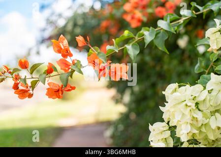 orange bougainvillea flower Stock Photo