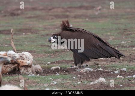 Cinereous Vulture (Aegypius monachus), single bird scavenging, grasslands near Ruorgai (Zoige), Sichuan, China May 2025 Stock Photo