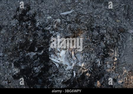 Burned Ashes and Charred Debris Close-Up, Grunge Background Stock Photo