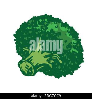 Vector sketch of green broccoli lies on the table. Hand drawn cabbage. Colored drawing of cauliflower on white background. Healthy farm vegetable. Stock Vector