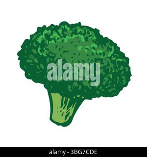 Vector sketch of green broccoli. Hand drawn cabbage. Colored drawing of cauliflower on white background. Healthy farm vegetable. Stock Vector