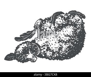 Broccoli lying on the table. Vector sketch of cabbage and pieces in ink. Imitation of old engraving technique. Black and white drawing of cauliflower with leaves on white background. Stock Vector